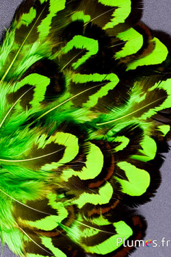 Faisan vénéré - 2-4 cm - lime